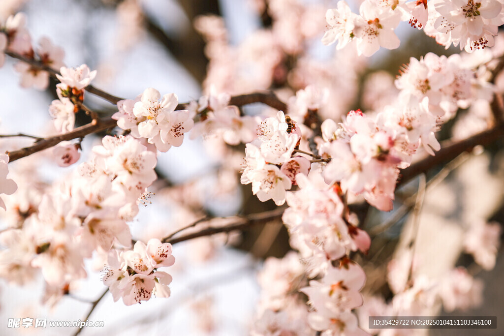 梅花