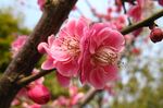 梅花