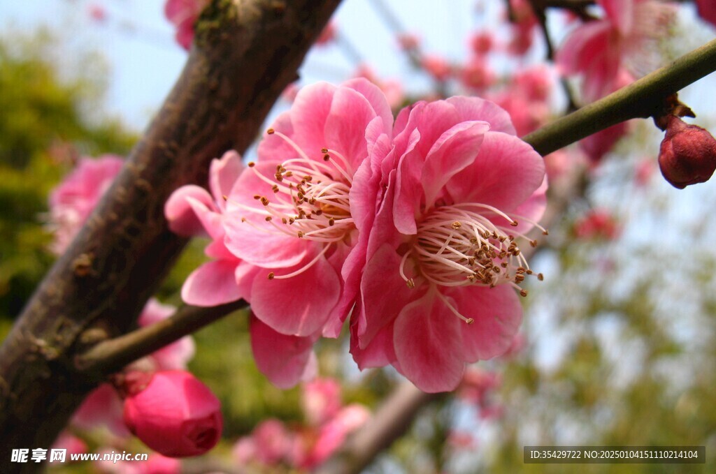 梅花