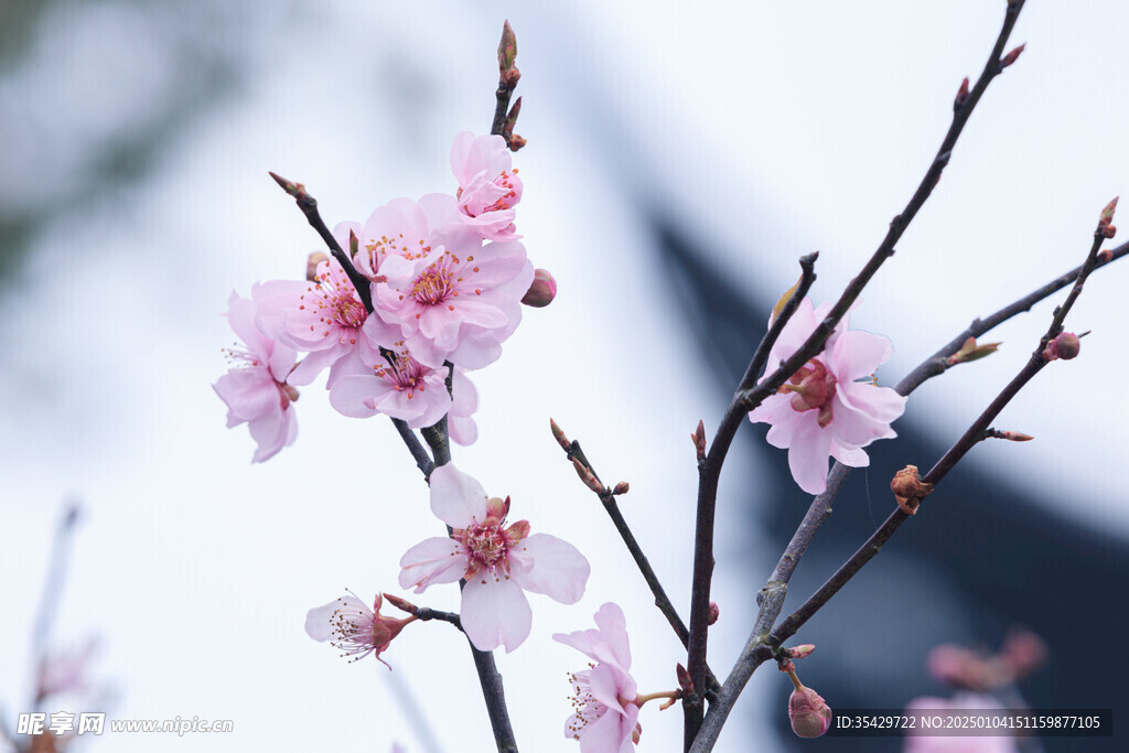 梅花