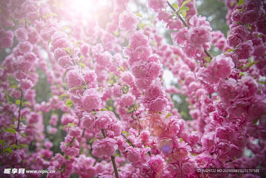 梅花