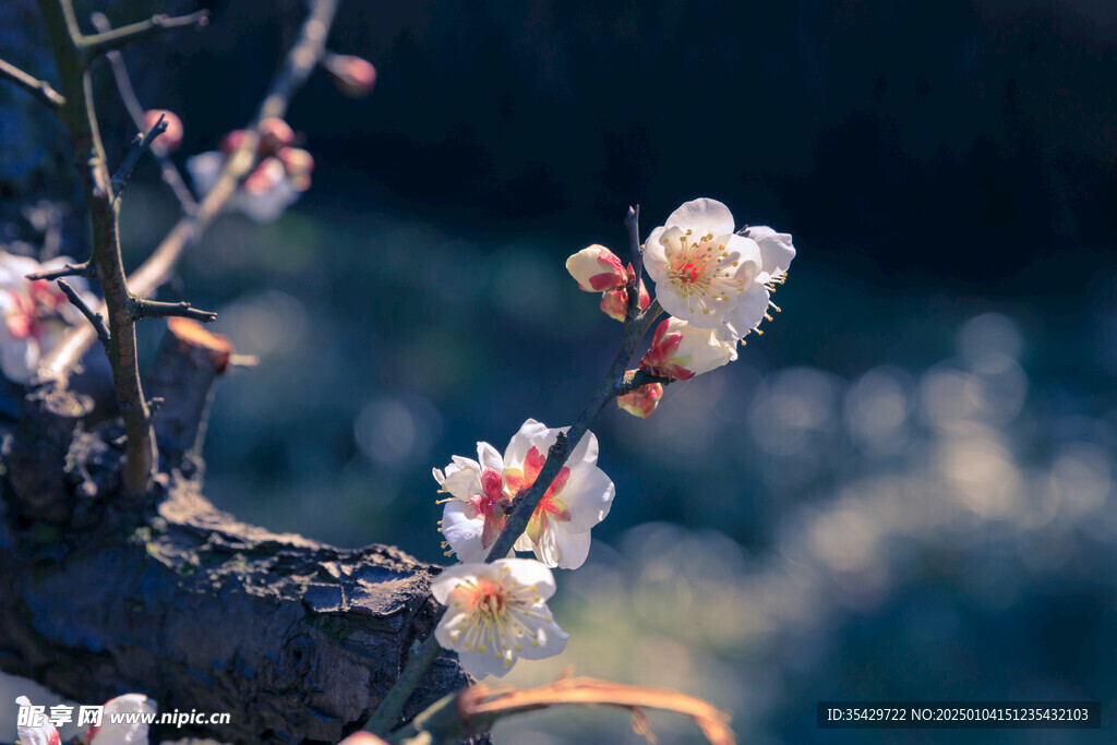 梅花