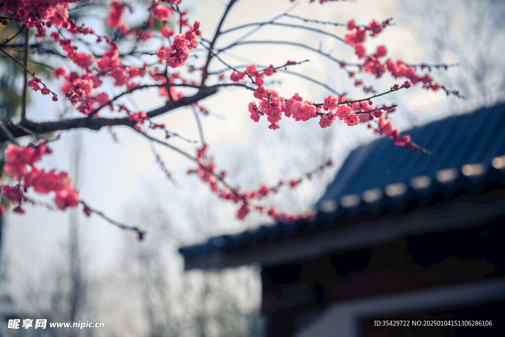 梅花