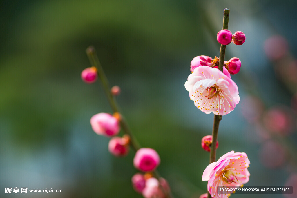 梅花