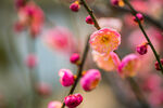 梅花