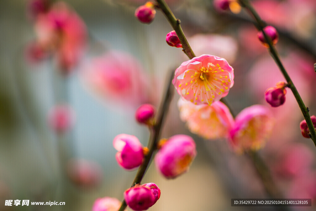 梅花
