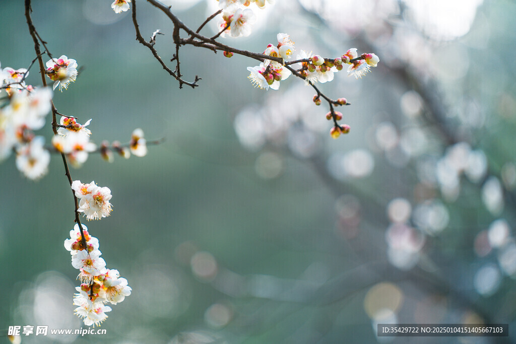 梅花
