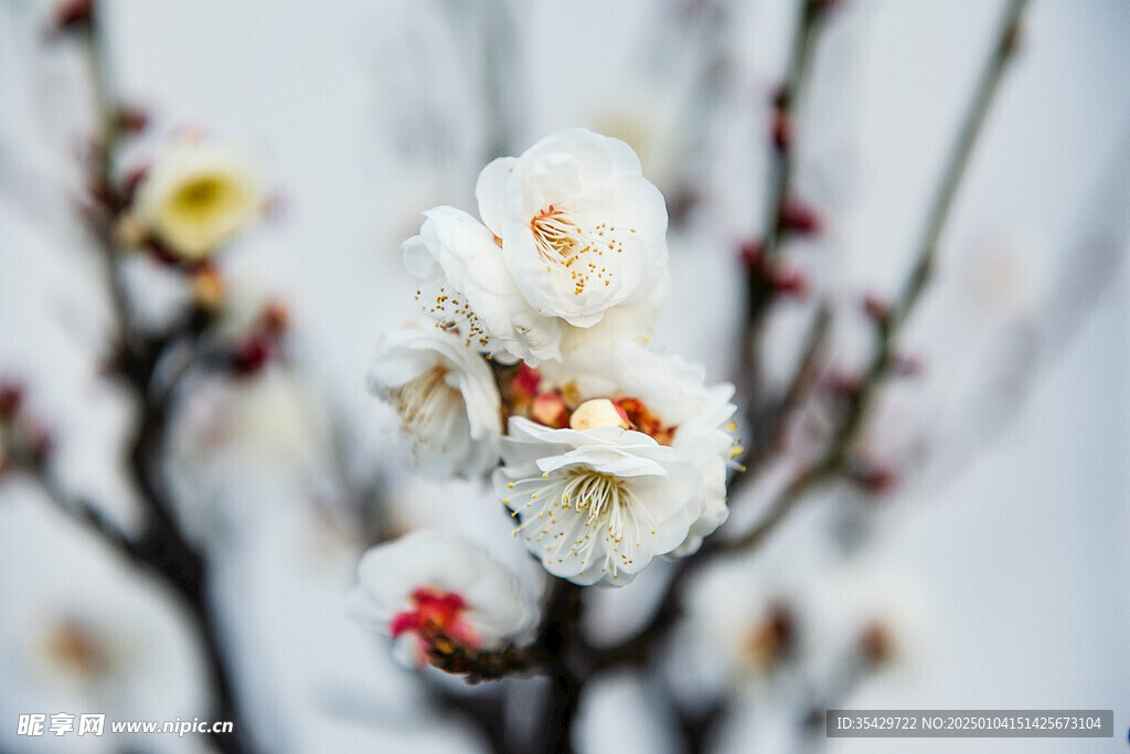 梅花