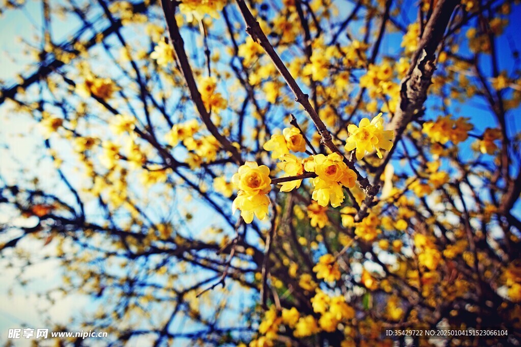梅花