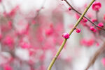 梅花