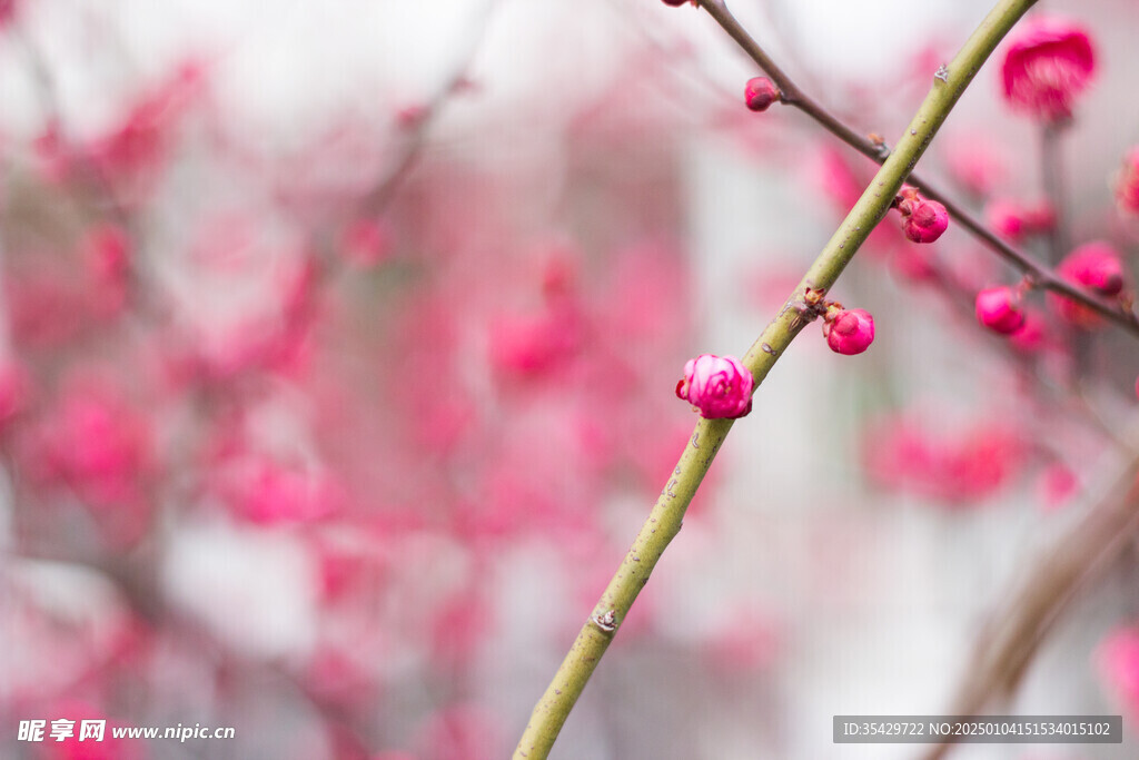 梅花