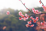 梅花