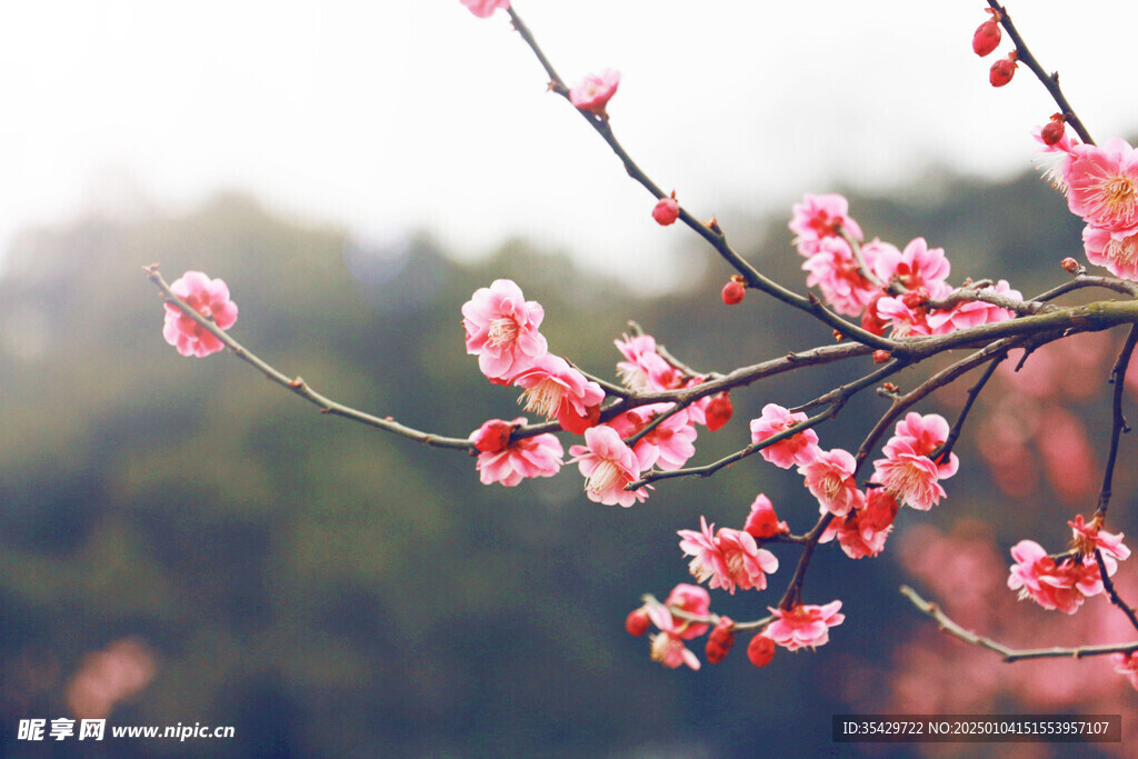 梅花