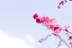 梅花