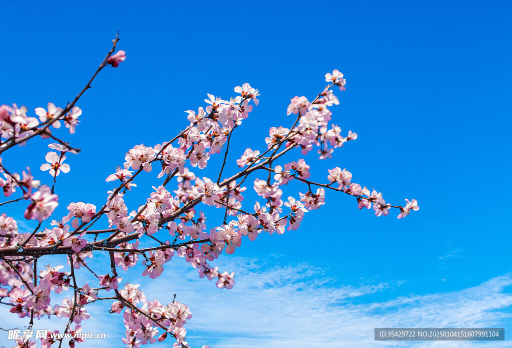 梅花