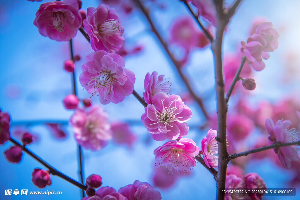 梅花