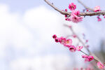 梅花