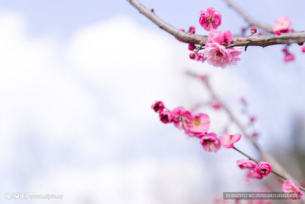 梅花