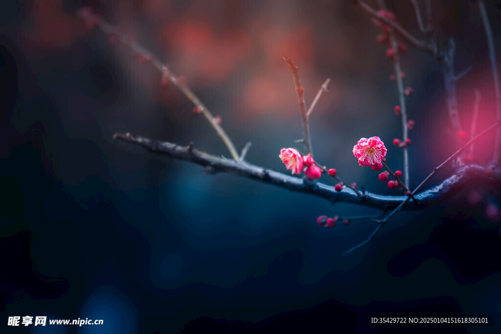 梅花