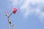 梅花