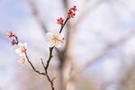 梅花