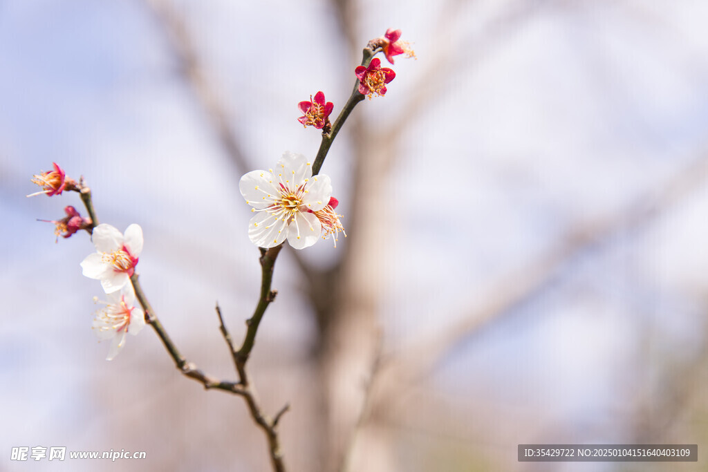 梅花