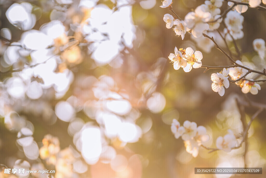 梅花