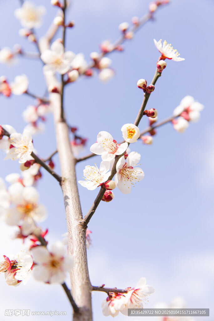 梅花