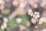 梅花