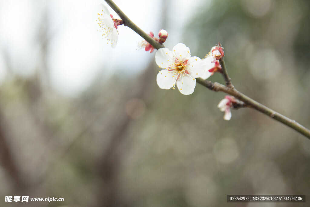 梅花