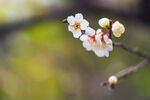 梅花