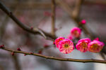 梅花