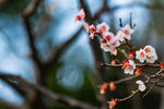 梅花