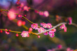 梅花
