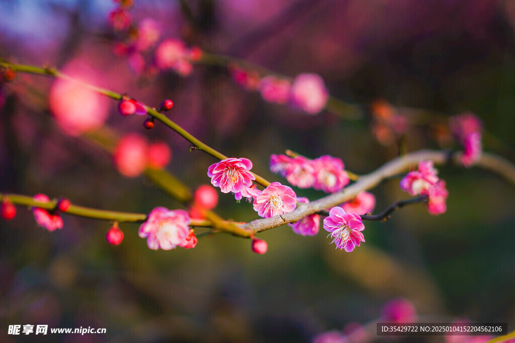 梅花