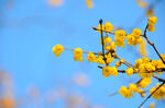 梅花