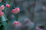 梅花