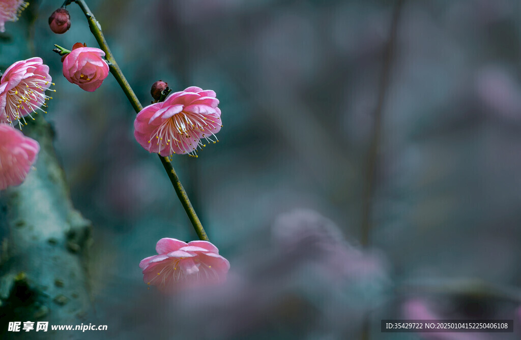 梅花