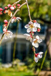 梅花