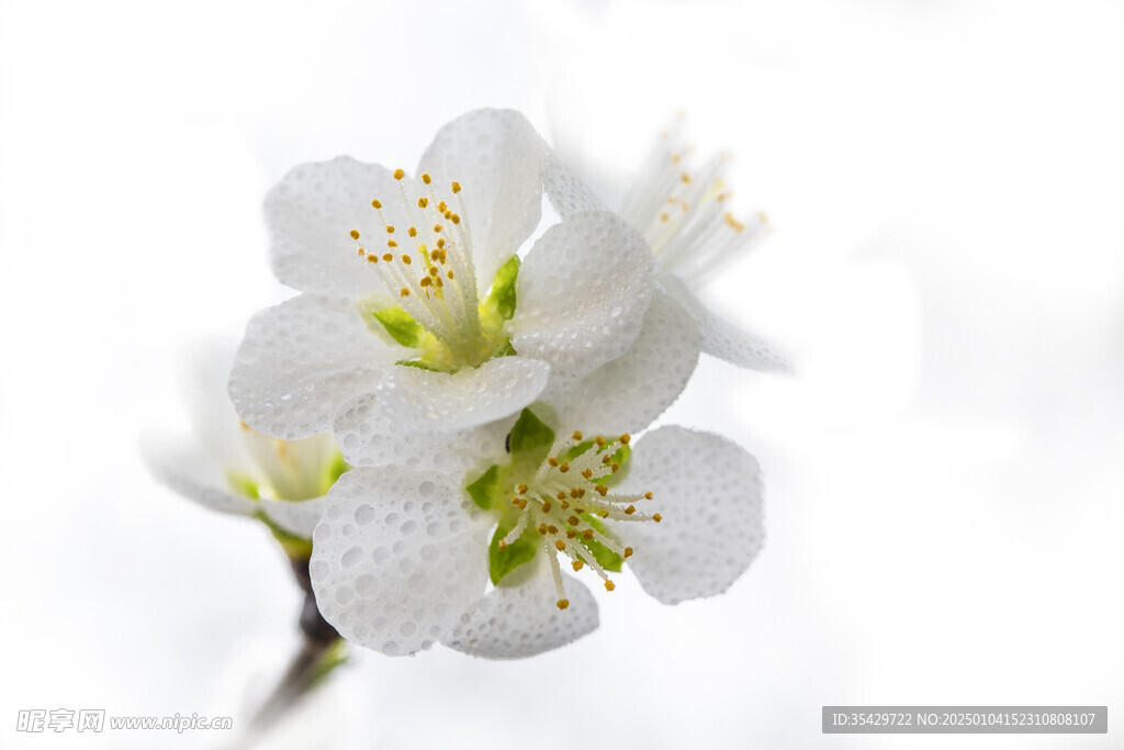梅花