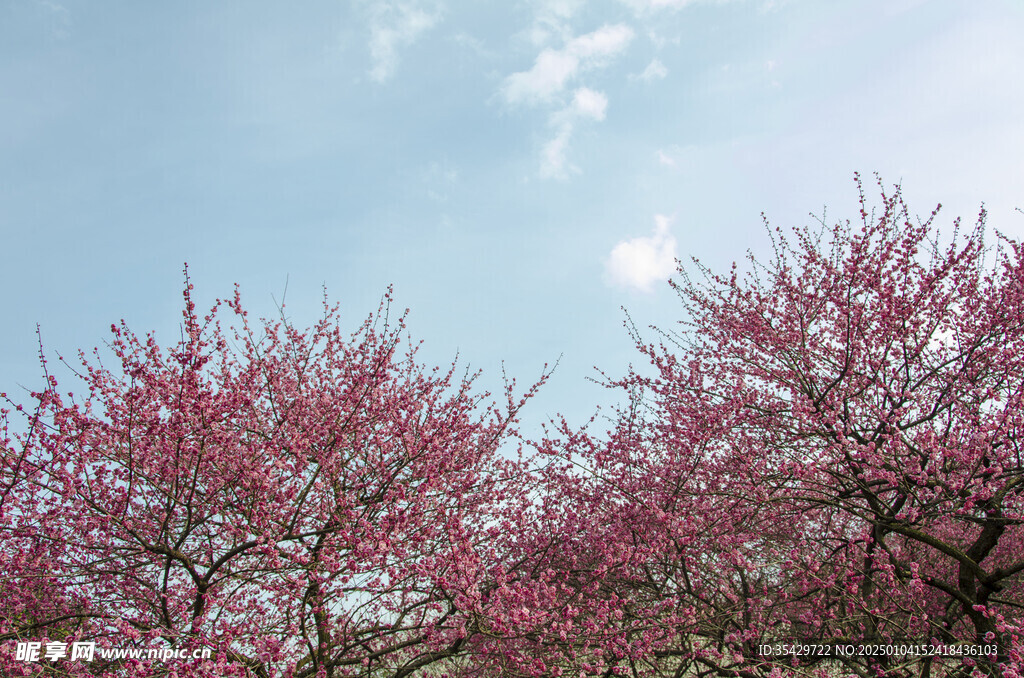 梅花