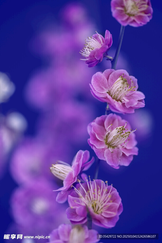 梅花