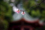 梅花