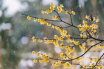 梅花