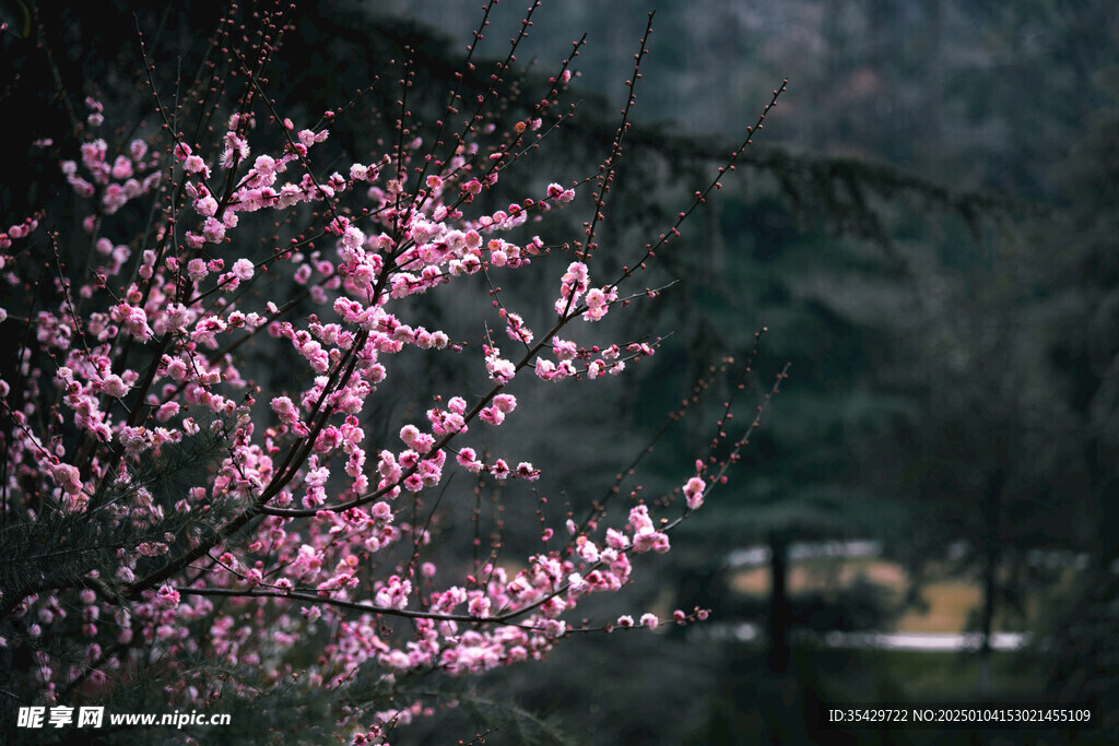 梅花