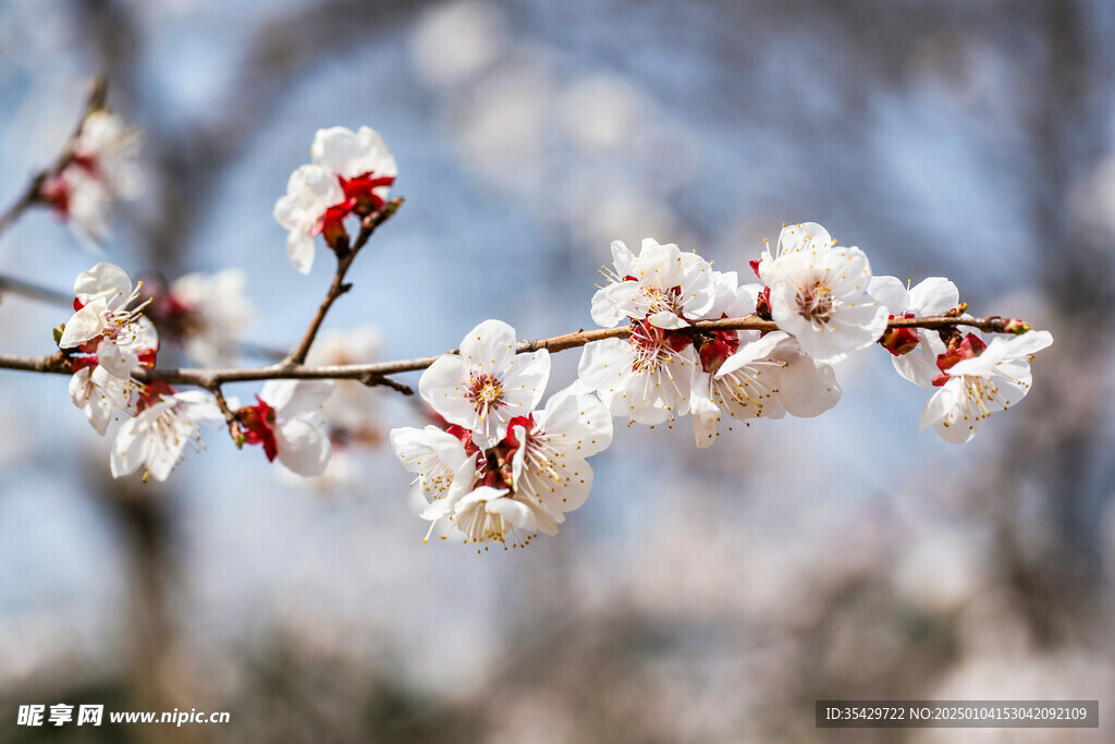 梅花