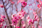 梅花