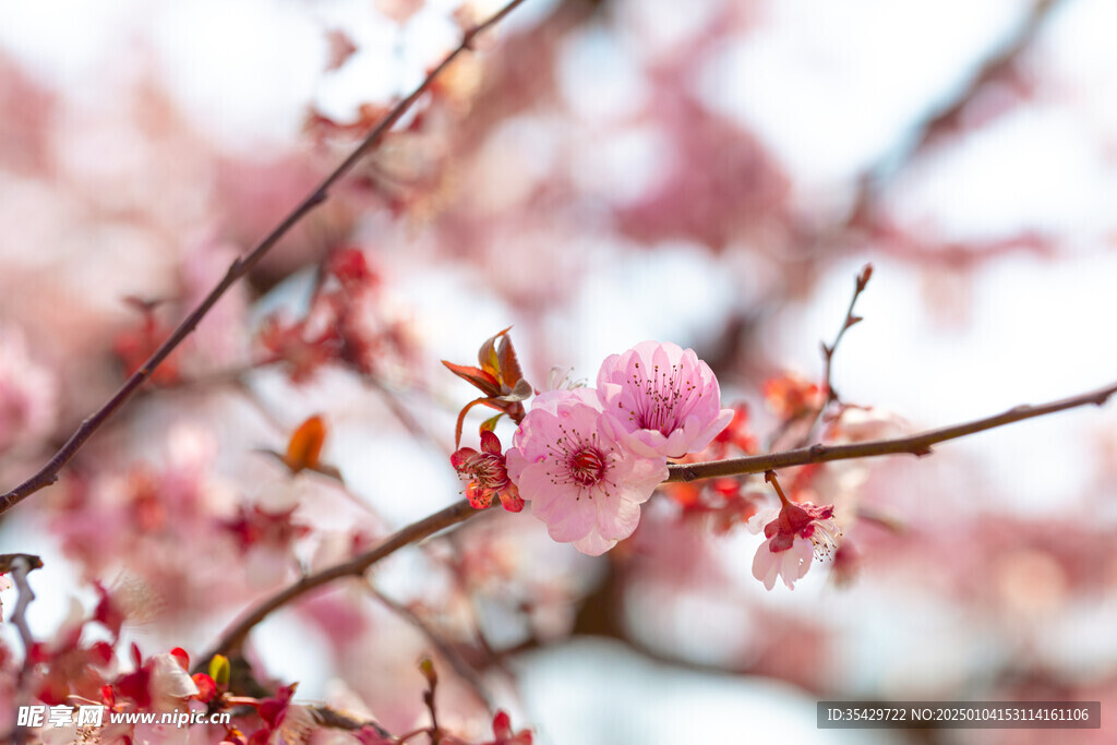 梅花