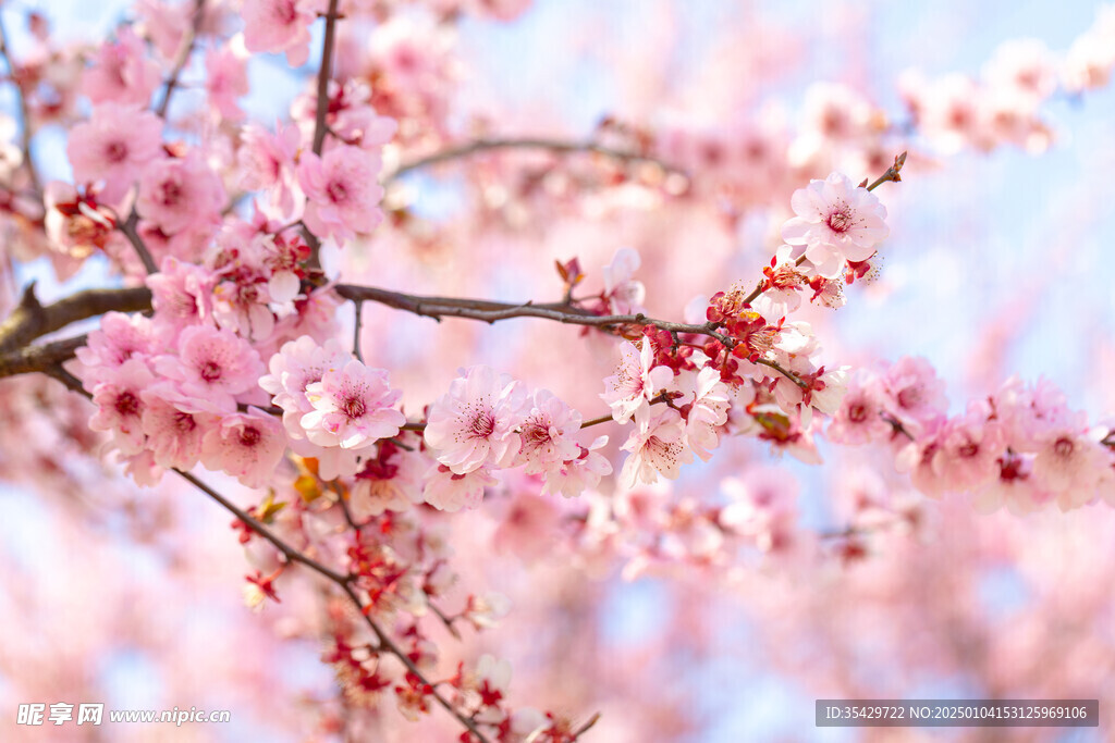 梅花