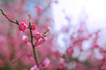 梅花